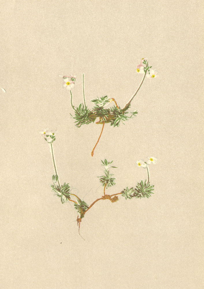 ALPENFLORA ALPINE FLOWERS. Androsace villosa L-Zottiger Mannsschild 1897 print